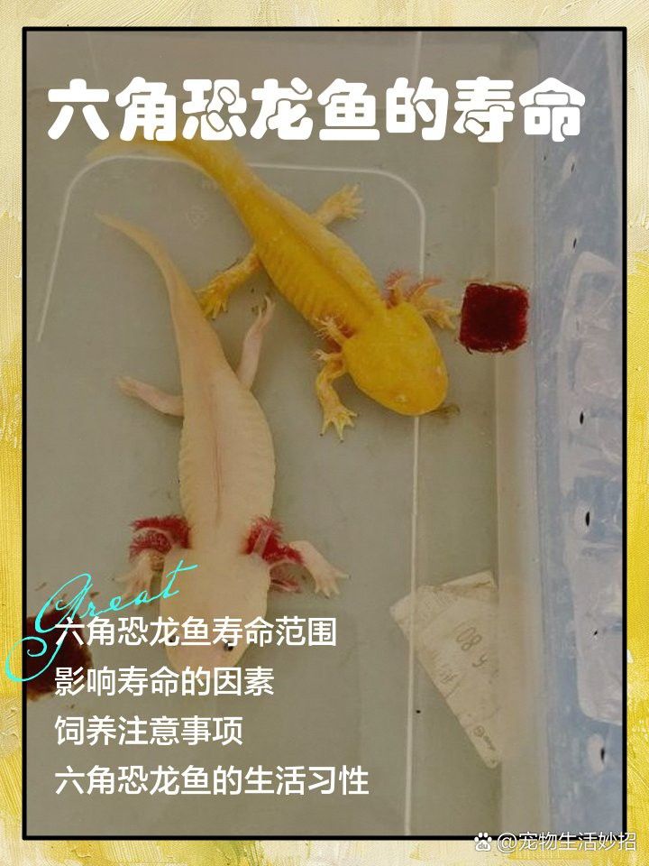 六角龍魚和蠑螈的壽命有多長？ 六角龍魚和蠑螈的壽命有多長？ 龍魚百科 第6張