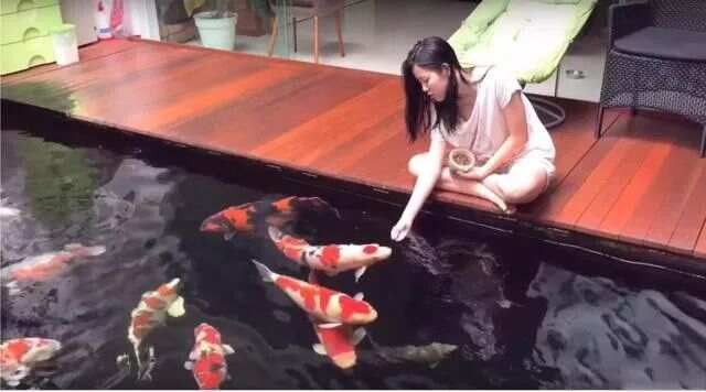 金龍魚年齡怎么看 金龍魚年齡怎么看 龍魚百科 第9張