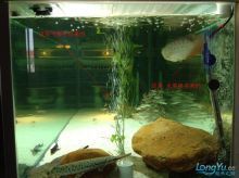 龍魚用一直打氧嗎為什么：養殖龍魚時需要一直打氧，是否需要一直打氧并非絕對 龍魚用一直打氧嗎為什么：養殖龍魚時需要一直打氧，是否需要一直打氧并非絕對 龍魚百科 第4張