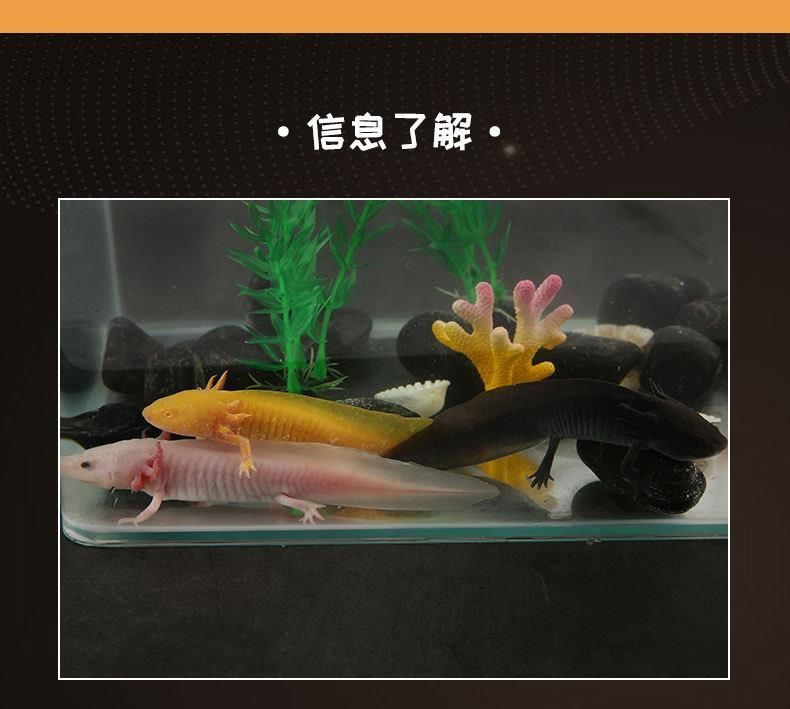 龍魚用一直打氧嗎為什么：養殖龍魚時需要一直打氧，是否需要一直打氧并非絕對 龍魚用一直打氧嗎為什么：養殖龍魚時需要一直打氧，是否需要一直打氧并非絕對 龍魚百科 第1張