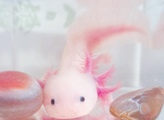 恐龍魚多少錢一只幼崽