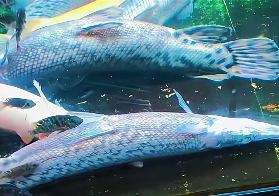 幽靈火箭把龍魚咬死了