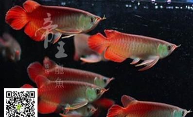 頂級(jí)紅龍魚品牌排行榜：全球頂級(jí)紅龍魚品牌排行榜