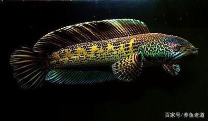 二條龍魚會一直打架嘛：如何解決龍魚打架的問題 二條龍魚會一直打架嘛：如何解決龍魚打架的問題 龍魚百科 第1張