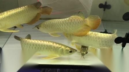 馬來西亞金龍魚圖片高清 龍魚百科 第10張 馬來西亞金龍魚圖片高清 馬來西亞金龍魚圖片高清 龍魚百科 第10張