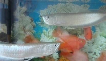 紅龍魚60厘米需要多少年（紅龍魚60厘米需要15年紅龍魚長到60厘米所需的年限受到多種影響）