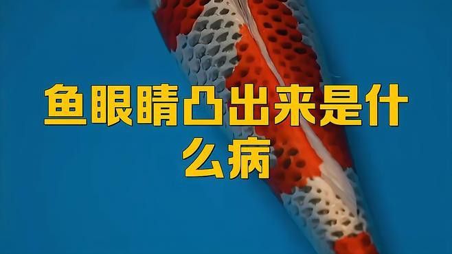 如何判斷紅龍魚是否得了凸眼病？ 如何判斷紅龍魚是否得了凸眼病？ 龍魚百科 第5張