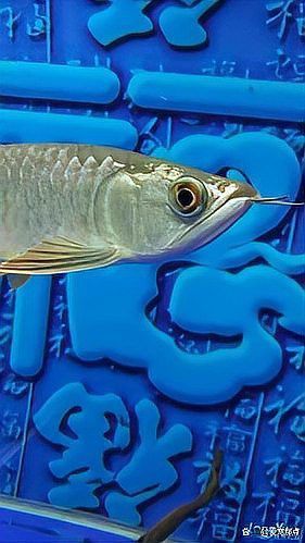 如何判斷紅龍魚是否得了凸眼病？ 如何判斷紅龍魚是否得了凸眼病？ 龍魚百科 第10張