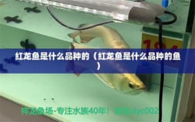 紅龍魚是什么品種的魚（紅龍魚是一種珍貴的觀賞魚，以其獨特的外觀和活潑的行為受到喜愛）