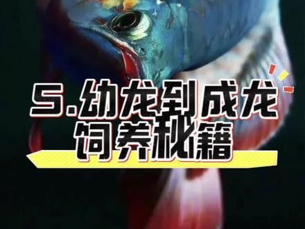 如何使紅龍魚過背
