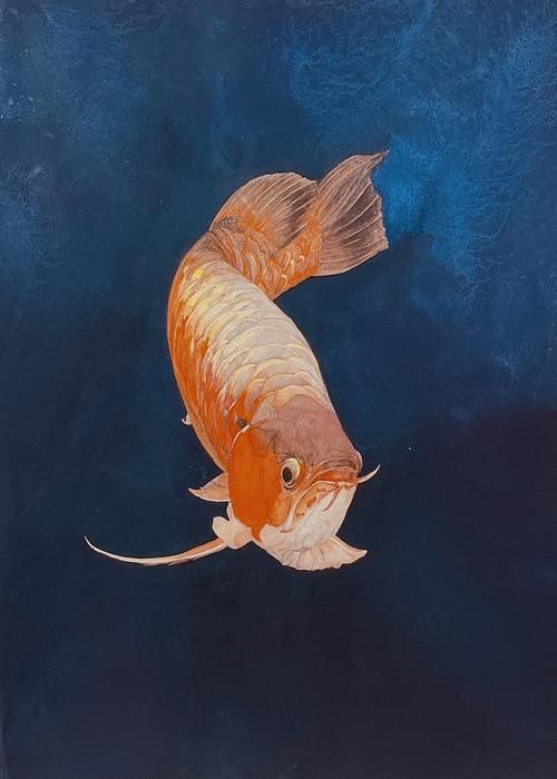 龍魚背景圖片可愛