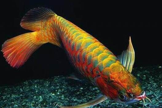 紅龍魚(yú)體型的描述句子，關(guān)于紅龍魚(yú)體型的描述句子 紅龍魚(yú)體型的描述句子，關(guān)于紅龍魚(yú)體型的描述句子 龍魚(yú)百科 第1張