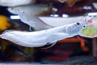 怎么樣讓面包蟲漂浮在水面上喂銀龍魚（為了讓面包蟲漂浮在水面上喂銀龍魚）