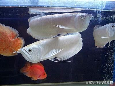 藍色龍魚什么價格好看:藍色龍魚價格走勢 龍魚百科 第3張 藍色龍魚什么價格好看:藍色龍魚價格走勢 藍色龍魚什么價格好看:藍色龍魚價格走勢 龍魚百科 第3張