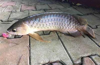 龍魚口感怎樣描述（如何挑選新鮮龍魚,龍魚與鯰魚口感區別）