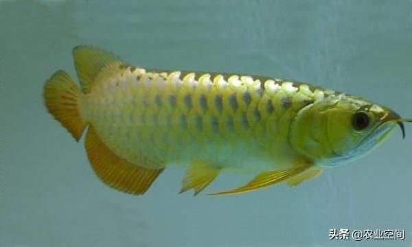 賣(mài)龍魚(yú)賺錢(qián)嗎現(xiàn)在：賣(mài)龍魚(yú)有可能賺錢(qián)但具體情況取決于多種因素，取決于多種因素 賣(mài)龍魚(yú)賺錢(qián)嗎現(xiàn)在：賣(mài)龍魚(yú)有可能賺錢(qián)但具體情況取決于多種因素，取決于多種因素 龍魚(yú)百科 第1張