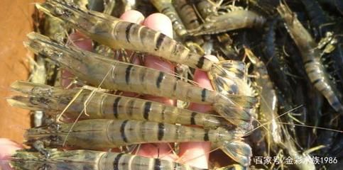 龍魚(yú)專用餌料有哪些品種：關(guān)于龍魚(yú)專用餌料的品種詳情