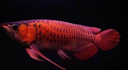 龍魚(yú)專用餌料有哪些品種：關(guān)于龍魚(yú)專用餌料的品種詳情