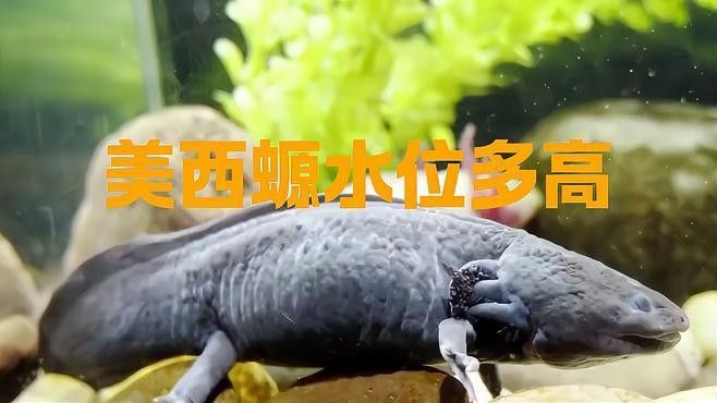 飼養六角恐龍魚的教學