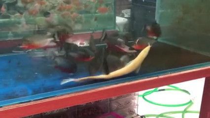 金龍魚大戰食人魚視頻:金龍魚大戰食人魚 龍魚百科 第1張 金龍魚大戰食人魚視頻:金龍魚大戰食人魚 金龍魚大戰食人魚視頻:金龍魚大戰食人魚 龍魚百科 第1張