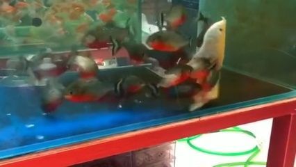 金龍魚大戰食人魚視頻:金龍魚大戰食人魚 龍魚百科 第2張 金龍魚大戰食人魚視頻:金龍魚大戰食人魚 金龍魚大戰食人魚視頻:金龍魚大戰食人魚 龍魚百科 第2張