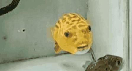 金龍魚大戰食人魚視頻:金龍魚大戰食人魚 龍魚百科 第3張 金龍魚大戰食人魚視頻:金龍魚大戰食人魚 金龍魚大戰食人魚視頻:金龍魚大戰食人魚 龍魚百科 第3張