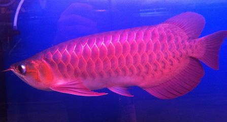 龍魚(yú)魚(yú)缸背景是黑色還是白色好：龍魚(yú)魚(yú)缸背景顏色如何選擇