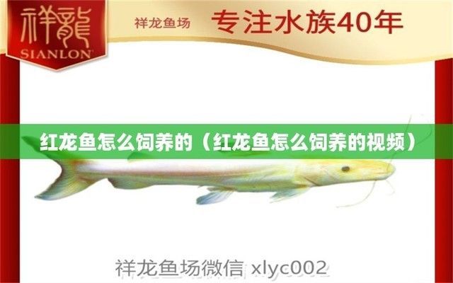 小紅龍魚繁殖環(huán)境布置技巧：小紅龍魚繁殖期如何調(diào)節(jié)水溫