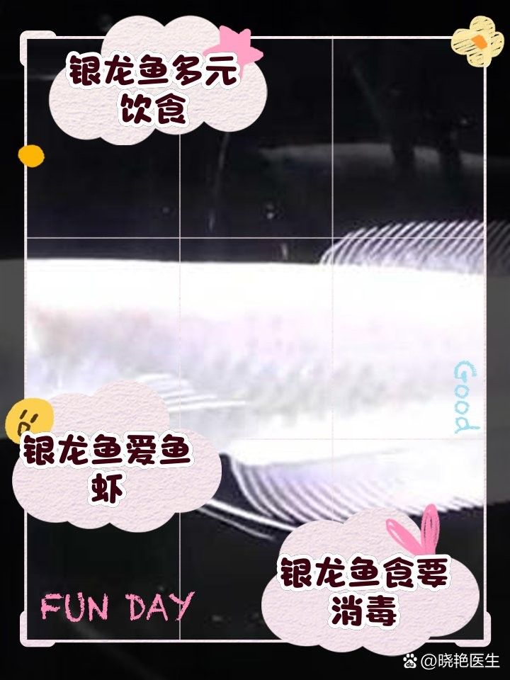 銀龍魚能不能吃蝦