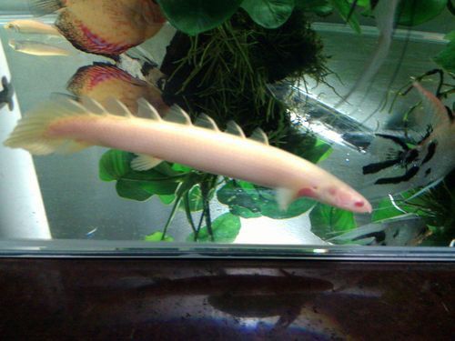 白化金恐龍魚圖片 白化金恐龍魚圖片 龍魚百科 第2張
