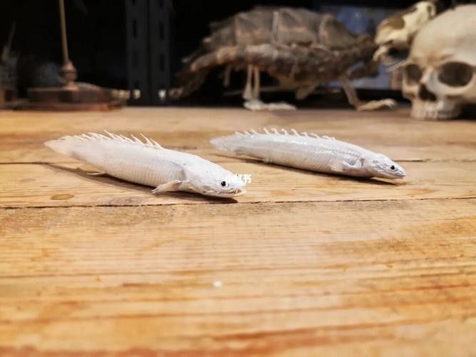 白化金恐龍魚圖片 白化金恐龍魚圖片 龍魚百科 第8張