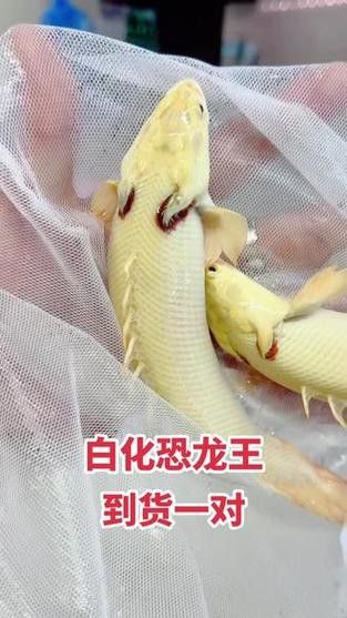 白化金恐龍魚圖片 白化金恐龍魚圖片 龍魚百科 第15張