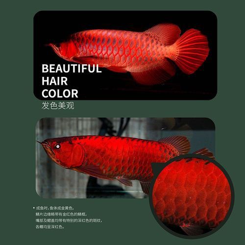 哪種紅龍魚最好 哪種紅龍魚最好 龍魚百科 第8張