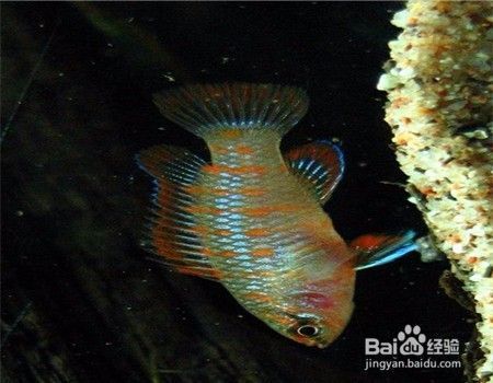 火焰變色龍魚公母：火焰變色龍魚公母鑒別 火焰變色龍魚公母：火焰變色龍魚公母鑒別 龍魚百科 第2張