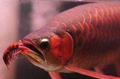 龍魚定期檢疫用什么消毒液：w繁體龍魚吃什么最好消化龍魚的飲食習慣對健康和生長有影響