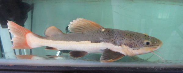 龍魚定期檢疫用什么消毒液：w繁體龍魚吃什么最好消化龍魚的飲食習慣對健康和生長有影響
