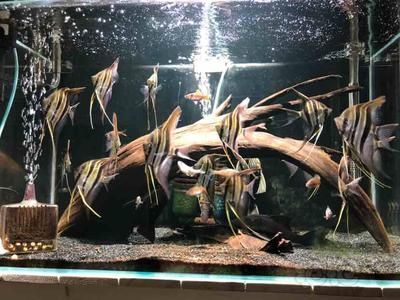 埃及神仙可以和龍魚混養嗎：埃及神仙魚可以和龍魚混養嗎埃及神仙魚混養嗎