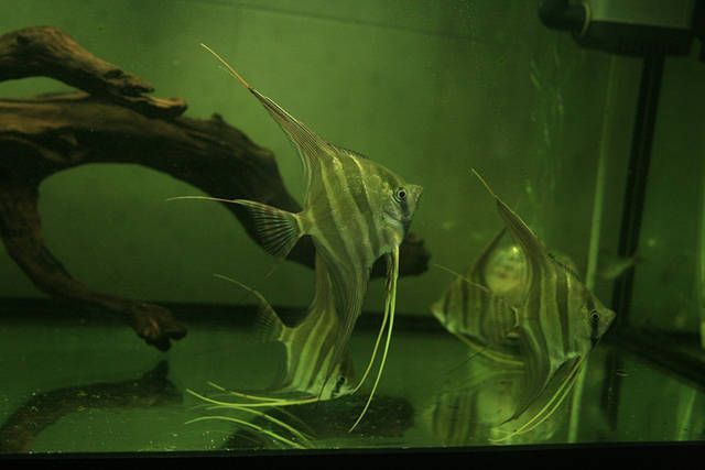 埃及神仙可以和龍魚混養嗎：埃及神仙魚可以和龍魚混養嗎埃及神仙魚混養嗎
