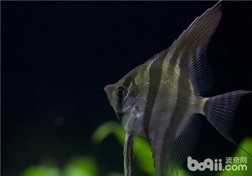 埃及神仙可以和龍魚混養嗎：埃及神仙魚可以和龍魚混養嗎埃及神仙魚混養嗎