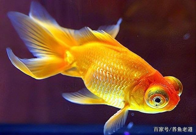 龍魚交叉感染一般多久會好轉？