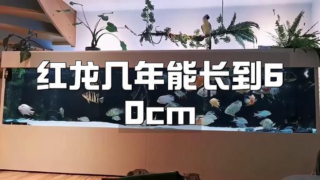 紅龍魚怎么養方法介紹一下自己