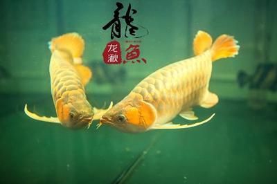龍魚可以吃么：龍魚可以吃嗎？