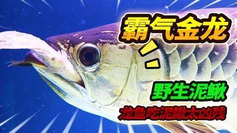 龍魚可以吃么：龍魚可以吃嗎？