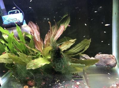 麻醉龍魚的適宜水溫范圍：關于麻醉龍魚的適宜水溫范圍的信息：麻醉龍魚的適宜水溫范圍 麻醉龍魚的適宜水溫范圍：關于麻醉龍魚的適宜水溫范圍的信息：麻醉龍魚的適宜水溫范圍 龍魚百科 第5張