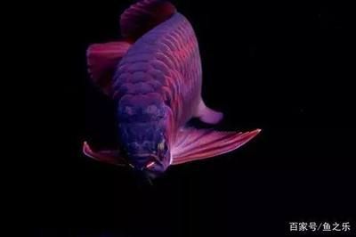 龍魚大了還會兜嘴嗎：龍魚為什么會兜嘴？