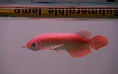 龍魚駝背什么原因（龍魚駝背可能是哪些因素引起的？）