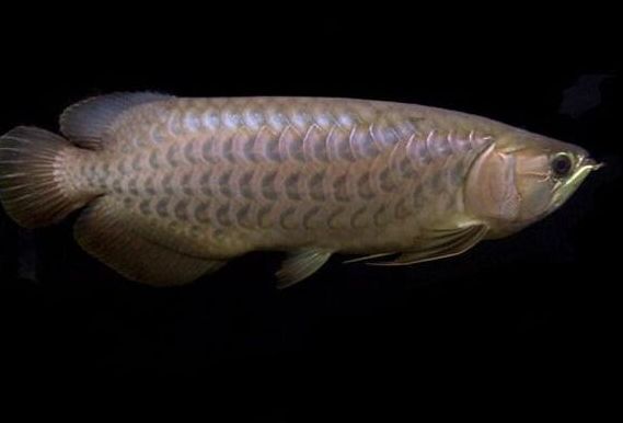 紅龍魚使用什么燈光最好（養紅龍魚用什么燈最好）