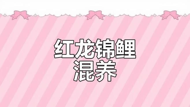 哪些龍魚品種適合與錦鯉混養？ 哪些龍魚品種適合與錦鯉混養？ 龍魚百科 第1張