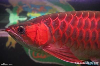 紅龍魚適合什么人養（紅龍魚怎么養？）
