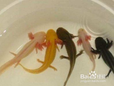 六角龍魚吃啥長的快：六角龍魚最佳飼養水溫，六角龍魚疾病預防措施
